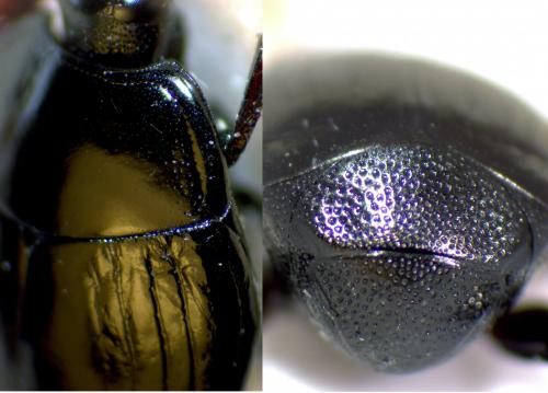 Réf. 274 904 : Margarinotus punctiventer